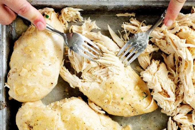 Two chicken breasts on a baking sheet being shredded with forks.